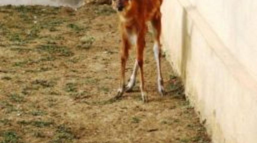 (&ouml;zel Haber) T&uuml;rkiye'nin İlk Sitatunga Yavrusu D&uuml;nyaya Geldi