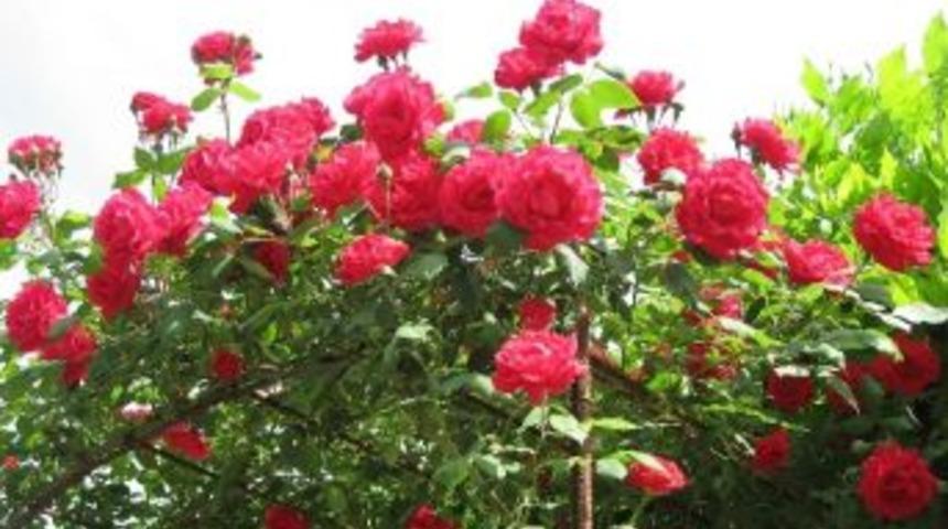 &rdquo;sevgililer G&uuml;n&uuml;&rdquo; &Ccedil;i&ccedil;ek Talebini Patlattı