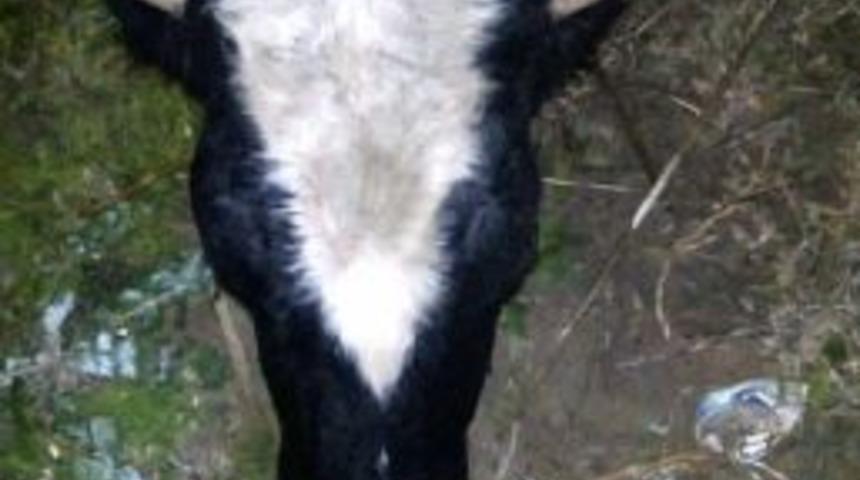 S&ouml;ke&rsquo;de Hayvan Hırsızları Can Yaktı