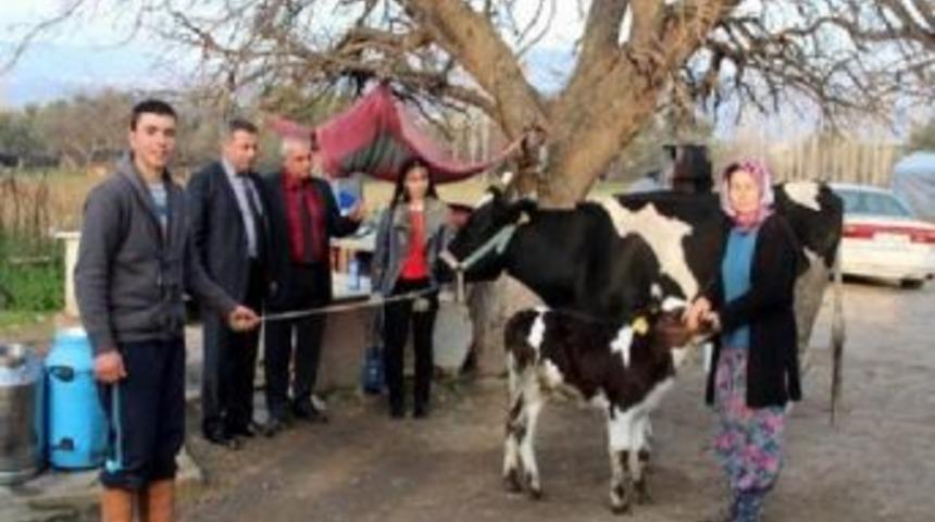 Edremit Sydv&rsquo;den Vatandaşa İnek Yardımı