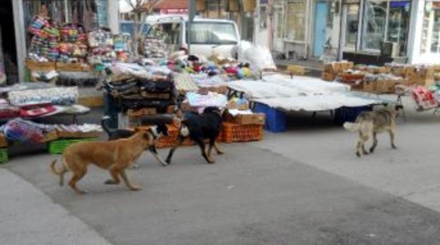 Başıboş K&ouml;pekler Vatandaşı Korkutuyor
