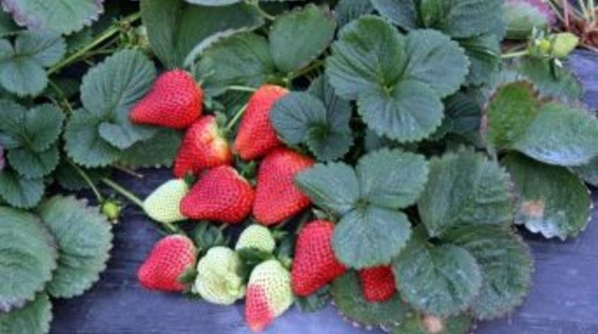 Şeftali Tadında Armut B&uuml;y&uuml;kl&uuml;ğ&uuml;nde Hormonsuz &Ccedil;ilek Yetiştirildi