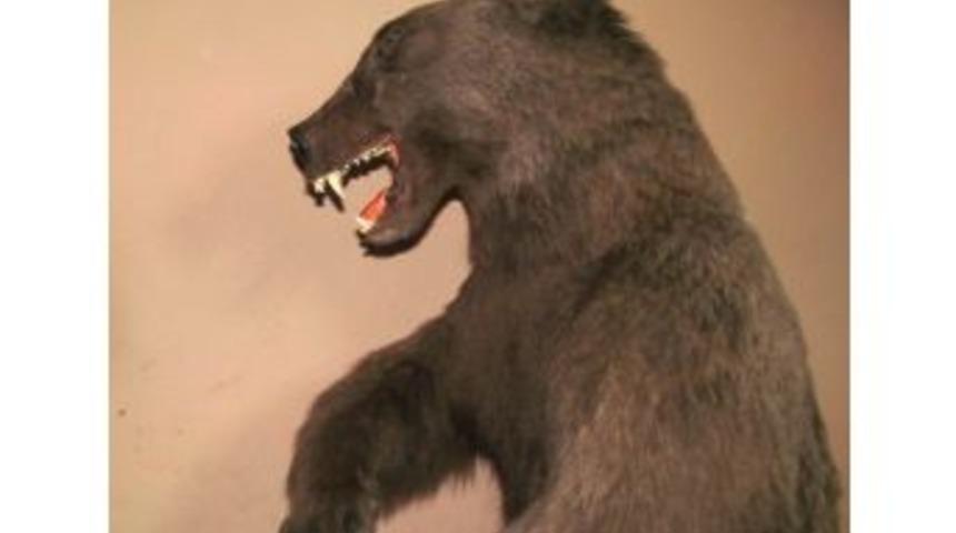 Trafik Kazasında &Ouml;len Ayı M&uuml;zede Sergilenecek