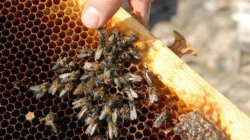 Kış Ayında Sıcak Hava Arı &Ouml;l&uuml;mlerine Neden Oluyor