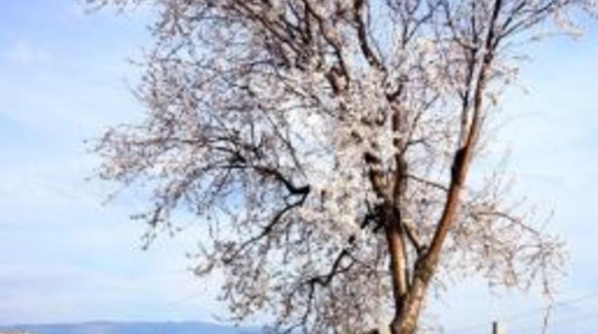 Şubat Sıcakları Doğayı Uyandırdı