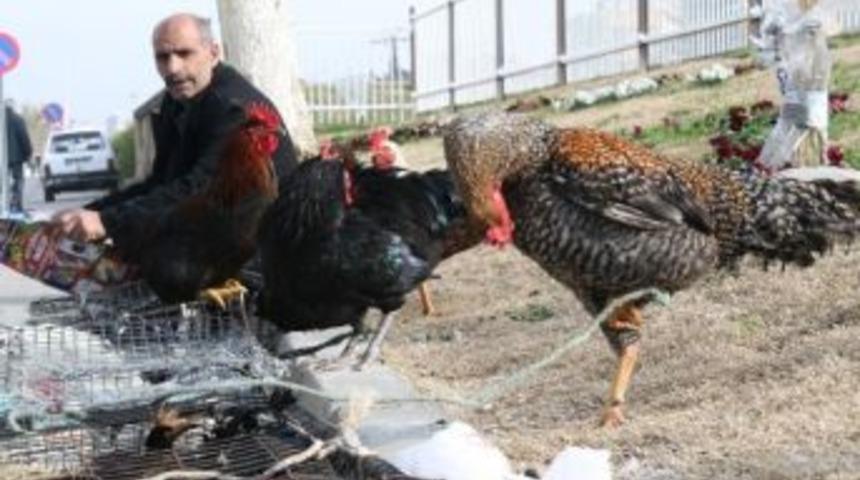 K&ouml;y Tavukları Ve Yumurtası Kıymete Bindi