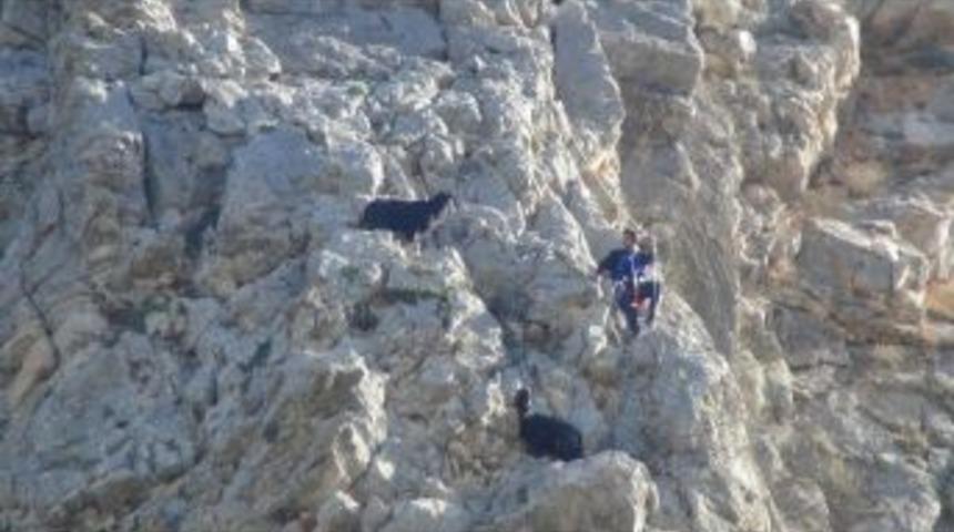 (&ouml;zel Haber) Kayalıklarda Ke&ccedil;i Kurtarma Operasyonu
