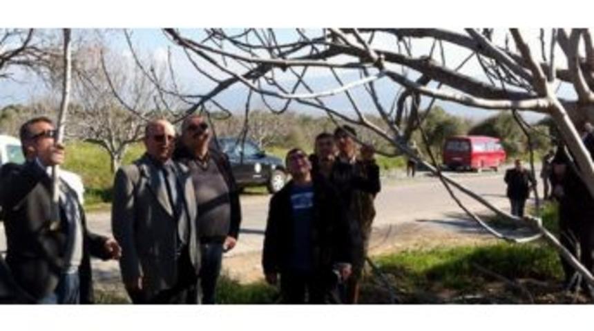 Salavatlı&rsquo;da İncir Yetiştiriciliğinde Uygulamalı Budama Eğitimi Verildi