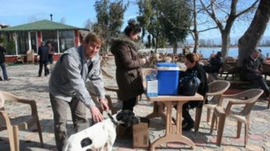 Boyalıca'da K&ouml;peklere Kuduz Aşısı Yapıldı