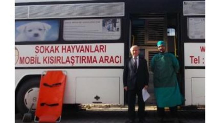Hayrabolu'da Sokak Hayvanları Kısırlaştırılıyor