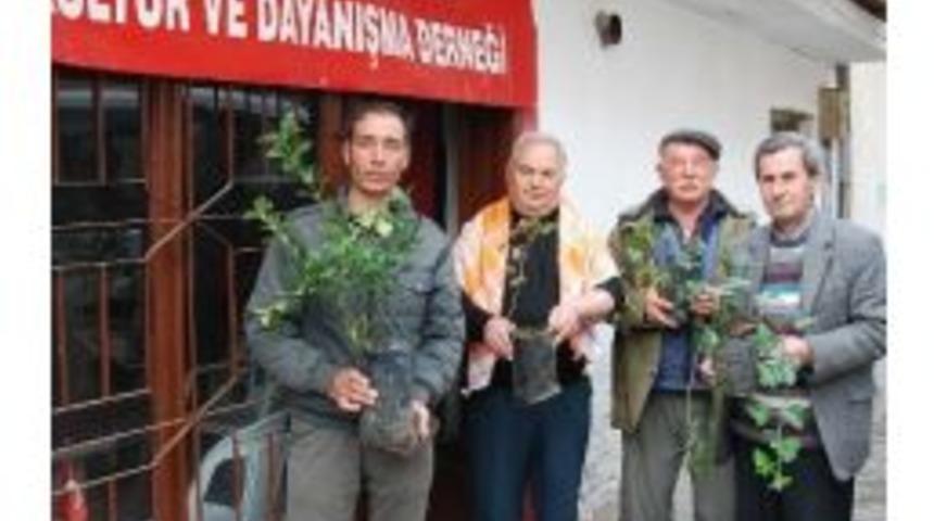 Y&ouml;r&uuml;kler, Sevgililer G&uuml;n&uuml;nde G&uuml;l Yerine Fidan Dağıttı