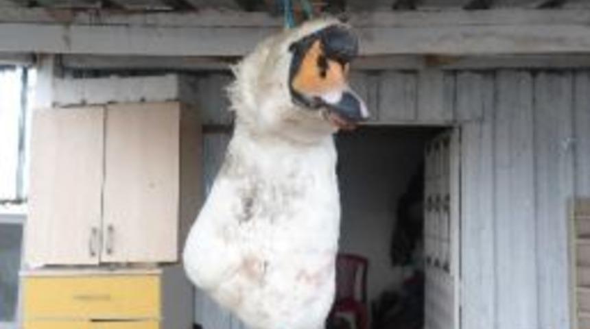 Avlanması Yasak Kuğuyu Avladılar Jandarmaya Yakalandılar