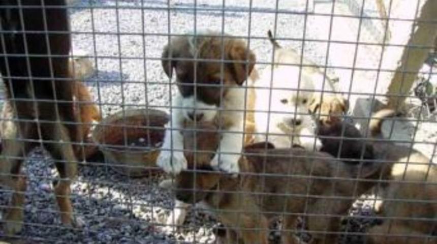 G&ouml;k&ccedil;ebey&rsquo;e K&ouml;pek Rehabilitasyon Merkezi Yapılacak