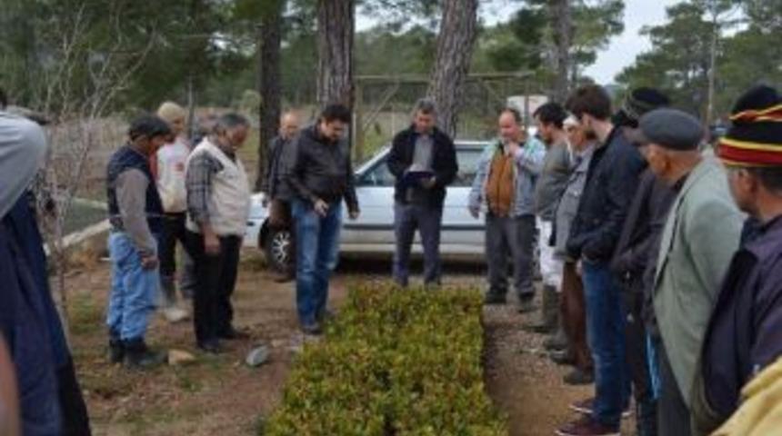 Dalaman&rsquo;da Orman K&ouml;yl&uuml;s&uuml;ne Defne Fidanı Dağıtıldı