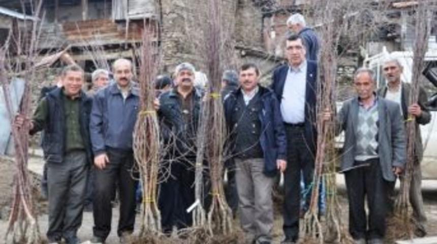 &Ouml;demiş Chp, K&ouml;seler&rsquo;de Meyve Fidanı Dağıttı