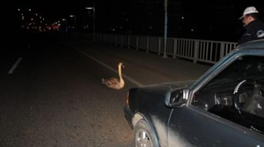 Yorgun D&uuml;şen Kuğu Zorunlu İniş Yaptı