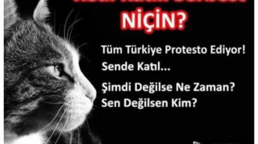 Erzurum’da “hayvan Cinayetlerine Dur De!” Etkinliği Düzenlenecek