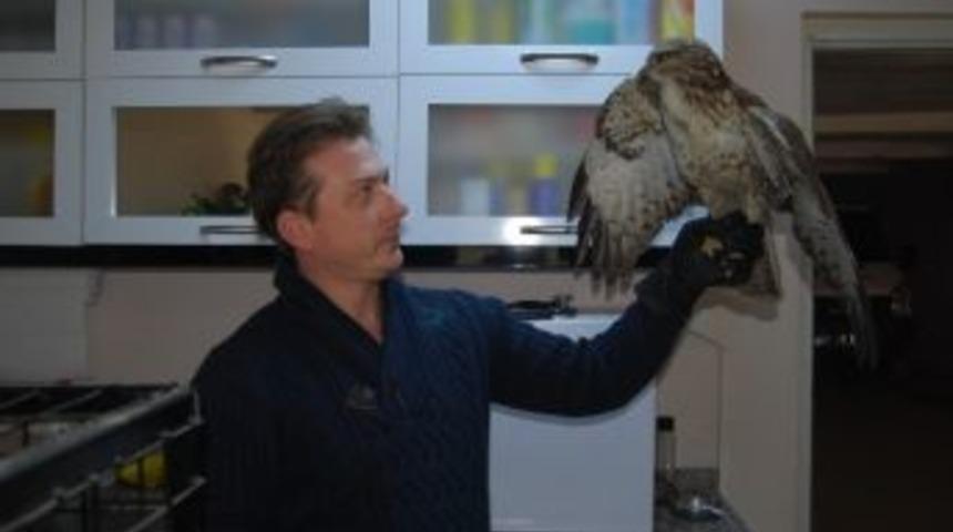 Vatandaşların Bulduğu Yaralı Kartal Tedavi Altına Alındı