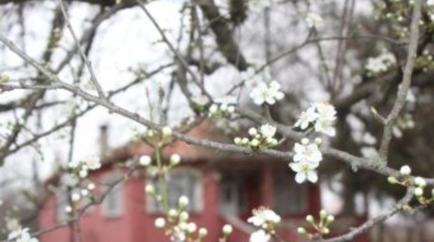 &Ccedil;arşamba'da Erik Ağa&ccedil;ları &Ccedil;i&ccedil;ek A&ccedil;tı