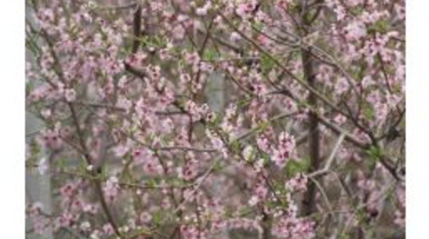 Ağa&ccedil;lar Erken &Ccedil;i&ccedil;ek A&ccedil;tı