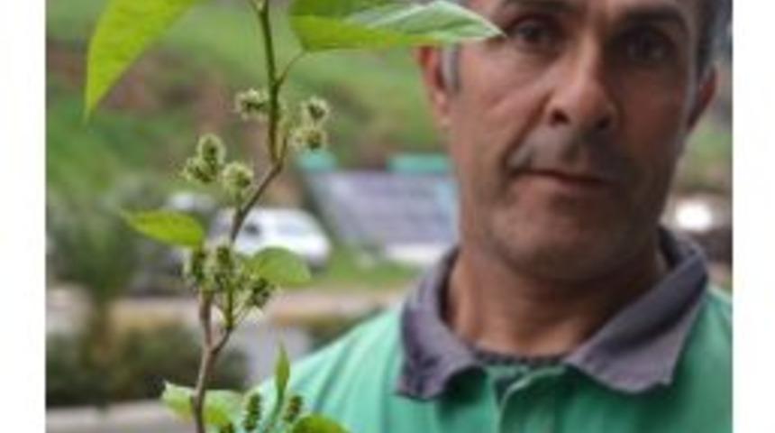 Dut Ağacı Şubat Ayında Meyve Verdi