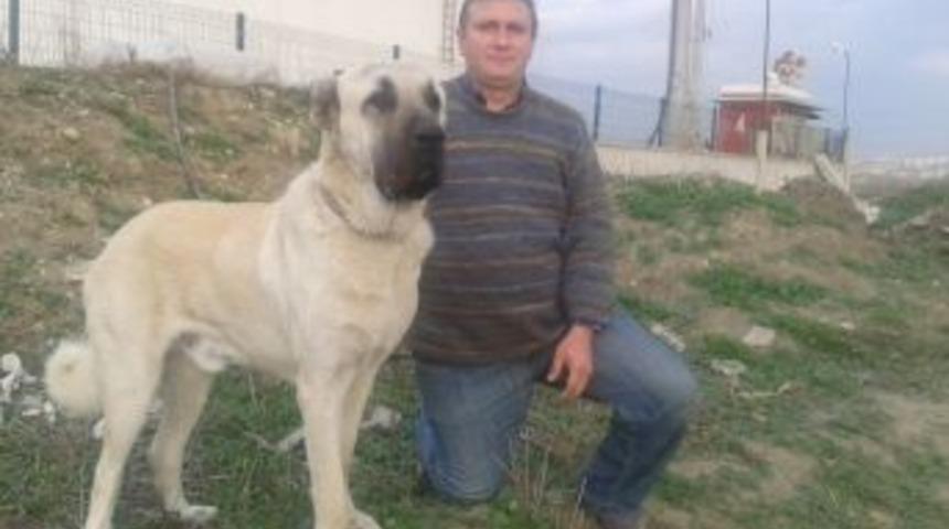 10 Bin Tl Değerindeki Kangal K&ouml;peğini &Ccedil;aldılar