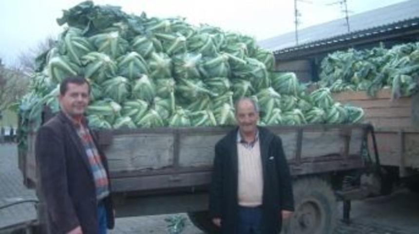 Burhaniye&rsquo;de Ilık Havalar Karnabaharı Vurdu