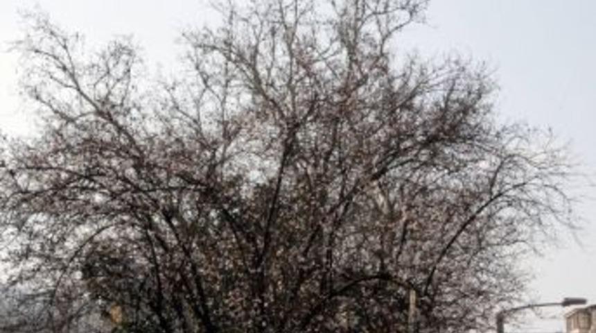 Ağa&ccedil;lar Erken &Ccedil;i&ccedil;ek A&ccedil;tı