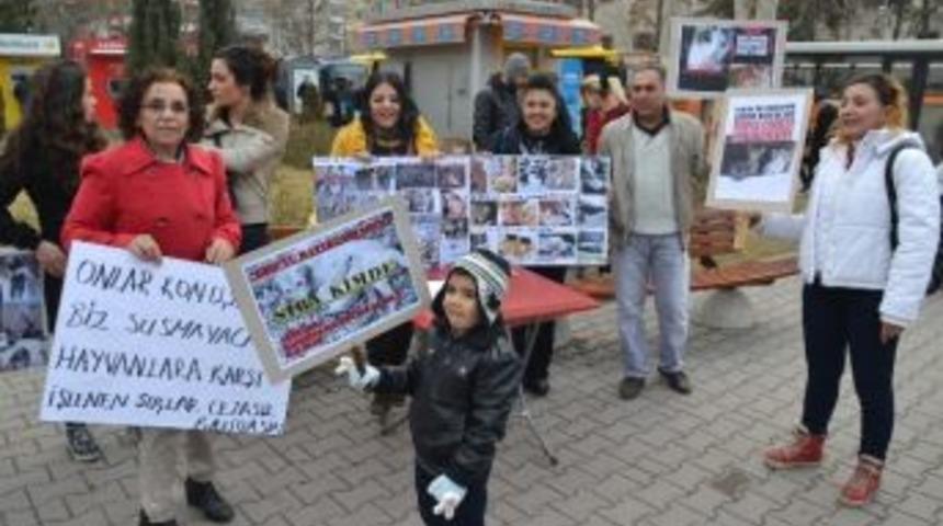 Kedi &Ouml;ld&uuml;ren &Uuml;niversite &Ouml;ğrencisine, Mahaykod Tepki G&ouml;sterdi