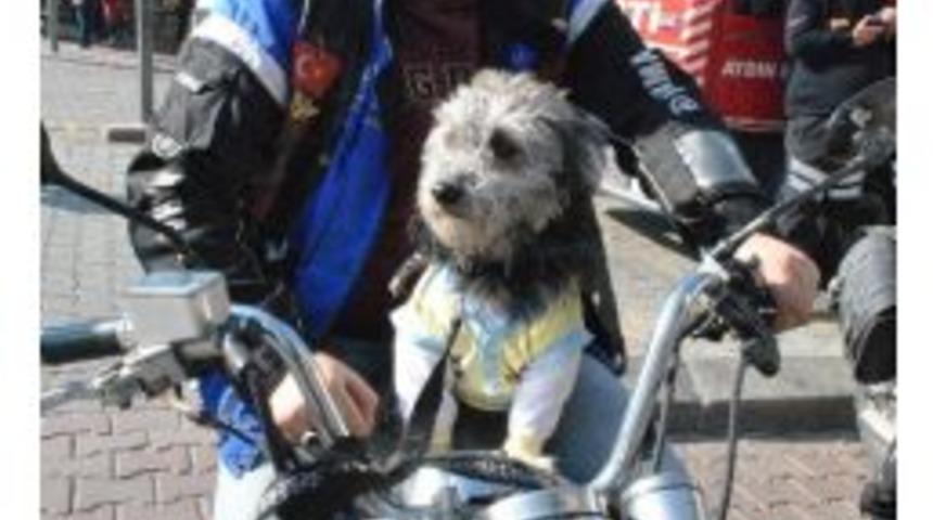 Hayvan Severler Aydın&rsquo;da Hapis Cezası Talebiyle Y&uuml;r&uuml;d&uuml;