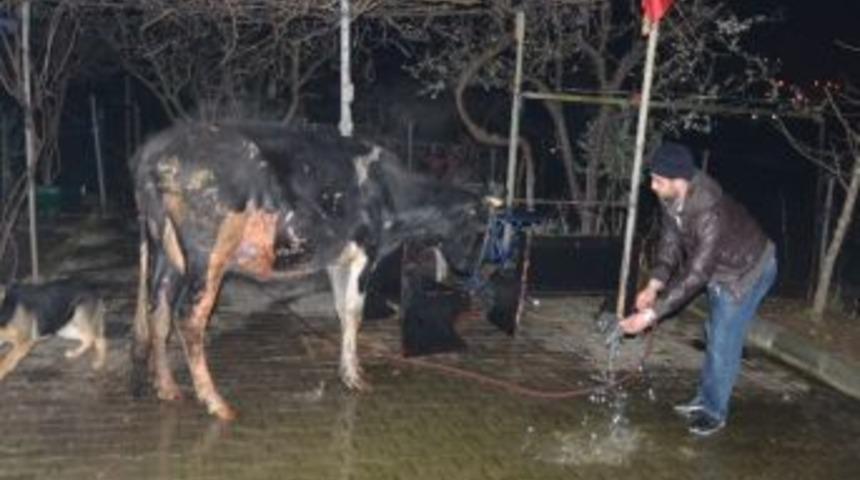 Hayvanlar Telef Olmaktan Son Anda Kurtarıldı