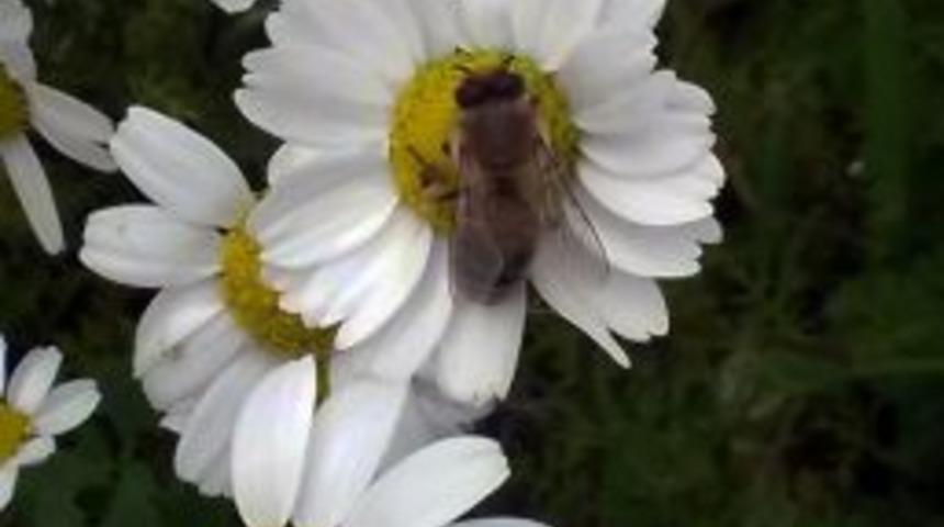 Arılar, Ağa&ccedil;lar Ve Papatyalar Yalancı Bahara Kandı