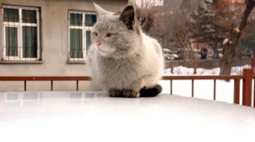 Kedinin Otomobil &Uuml;zerinde G&uuml;neş Keyfi