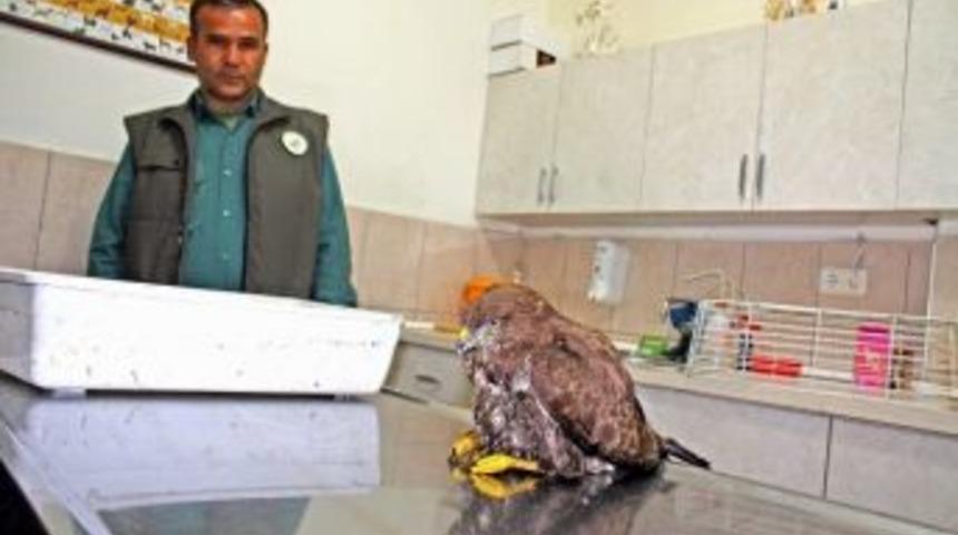 (&ouml;zel Haber) Kızıl Şahin A&ccedil;lığa Yenik D&uuml;şt&uuml;