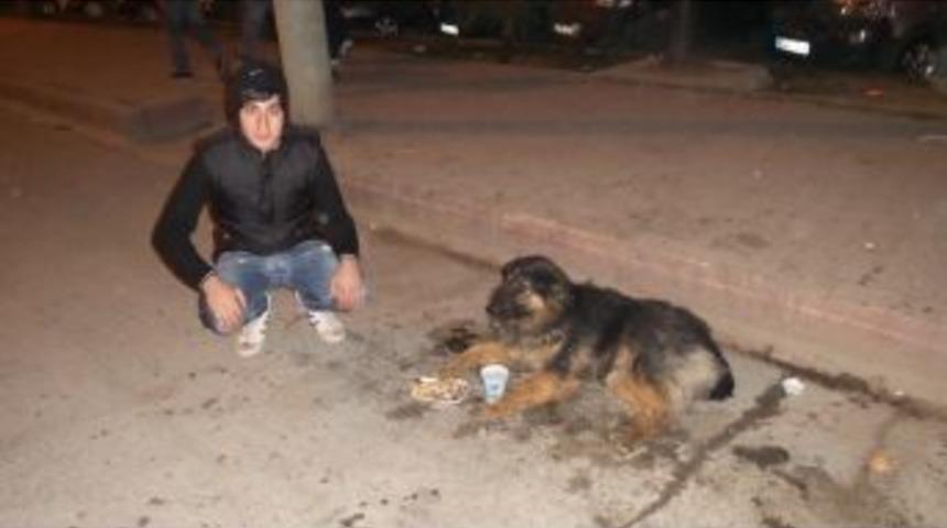 Otomobilin &Ccedil;arptığı K&ouml;pek İ&ccedil;in Ambulans &Ccedil;ağırdı