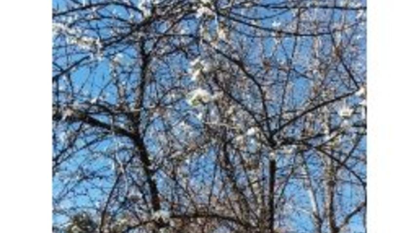 (&ouml;zel Haber) Tekirdağ&rsquo;da Ağa&ccedil;lar &Ccedil;i&ccedil;ek A&ccedil;tı