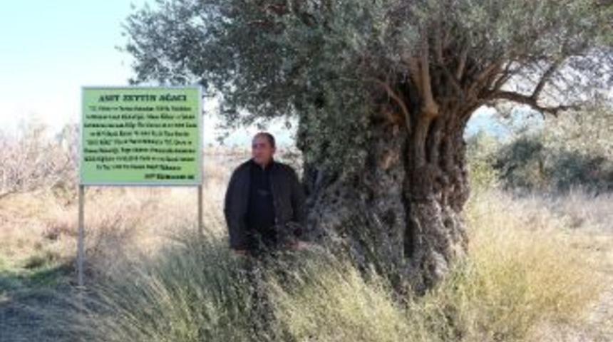 "anıt Ağa&ccedil;"ı Korumaya İstimlak Engeli