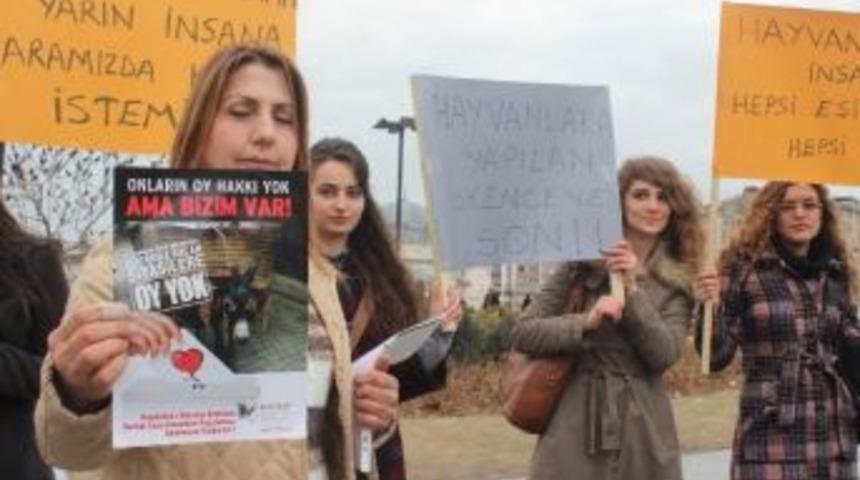 Kedinin İşkenceyle Telef Edilmesine Tepki