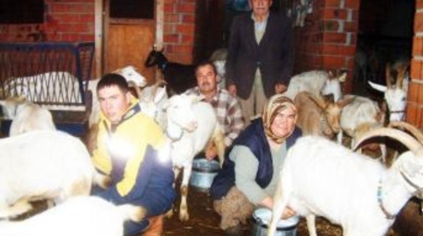 &Ccedil;obanın Azmi Ke&ccedil;ilerin S&uuml;t&uuml;n&uuml; Artırdı