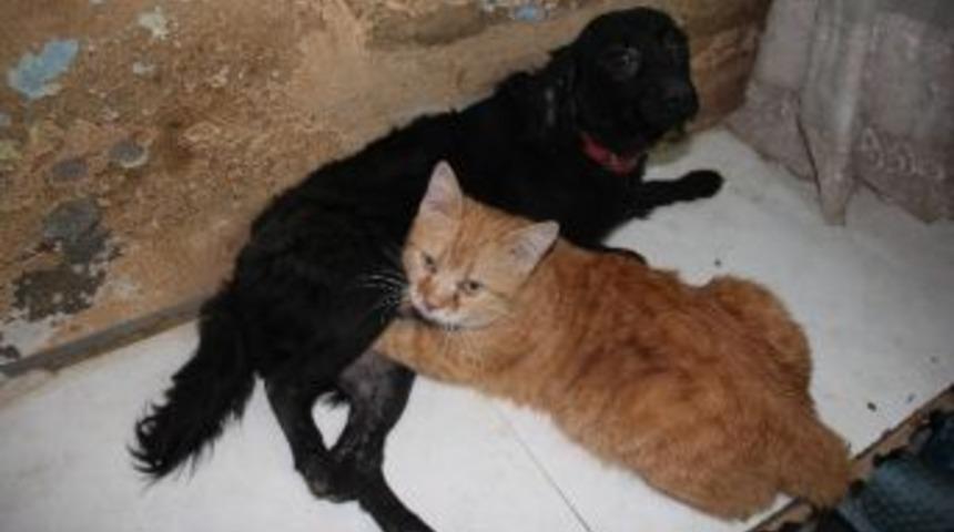 Kedi-k&ouml;pek Gibi Değiller