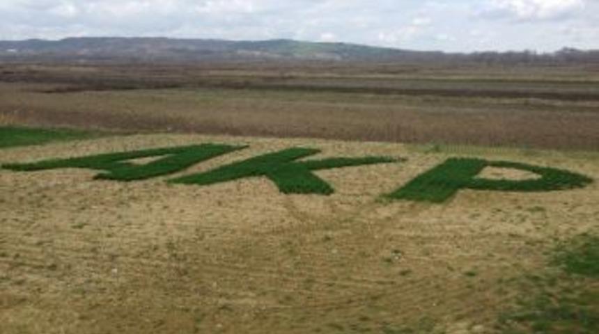 Ak Parti Sevgisi Tarlada Yeşerdi