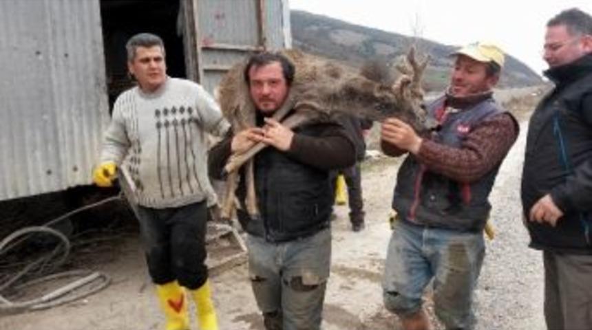 Sulama Kanalına D&uuml;şen Karaca Kurtarıldı