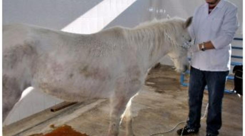 Ayağı Kesilip &Ouml;l&uuml;me Terk Edilen At Emin Ellerde