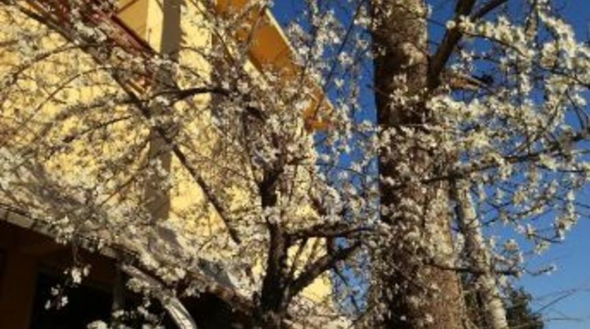 Bahar Gelmeden &Ccedil;i&ccedil;ekler A&ccedil;tı