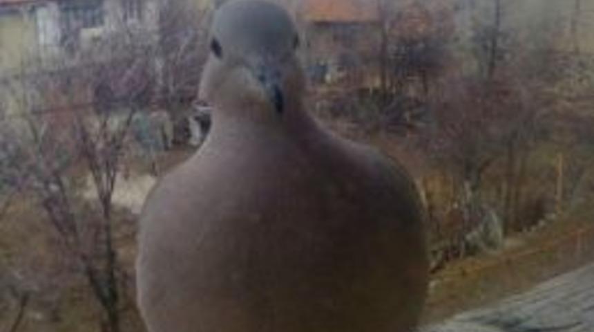 Afyonkarahisar&rsquo;da Kuşlar İ&ccedil;in İlgin&ccedil; Proje