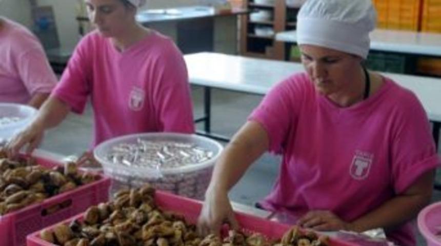 Aydın&rsquo;dan Ge&ccedil;en Ay 2,4 Milyon Kilo İncir İhra&ccedil; Edildi