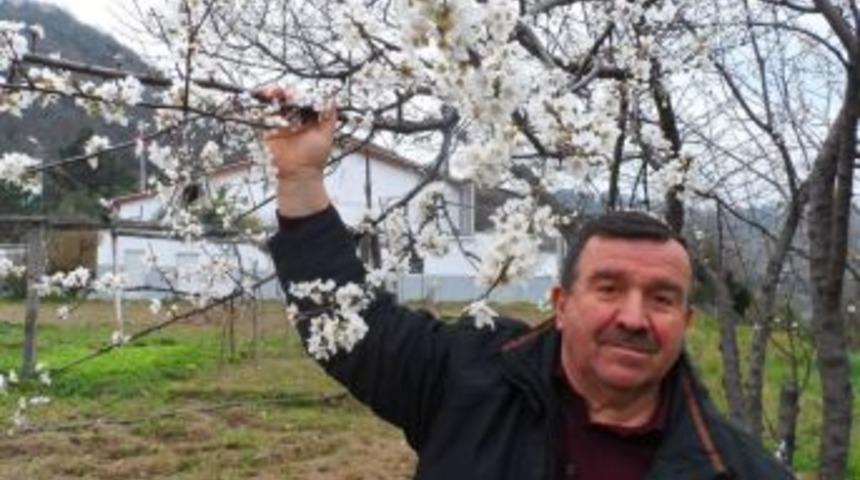 Alaplı'da erikler &ccedil;i&ccedil;ek a&ccedil;tı