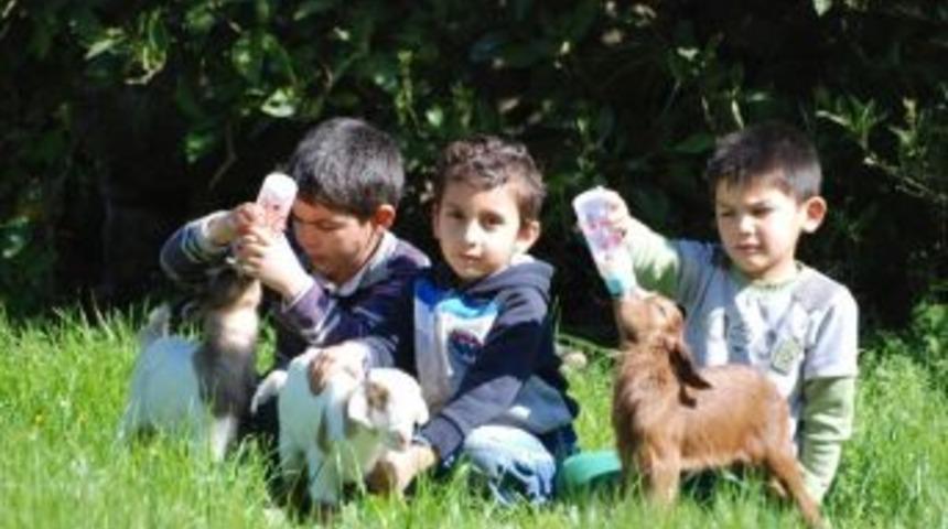 &Ccedil;ocukların Oğlaklarla Oyunu