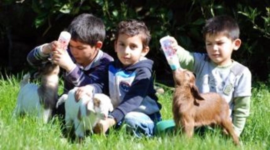 Bir Batımda &Uuml;&ccedil;&uuml;z Doğurdu