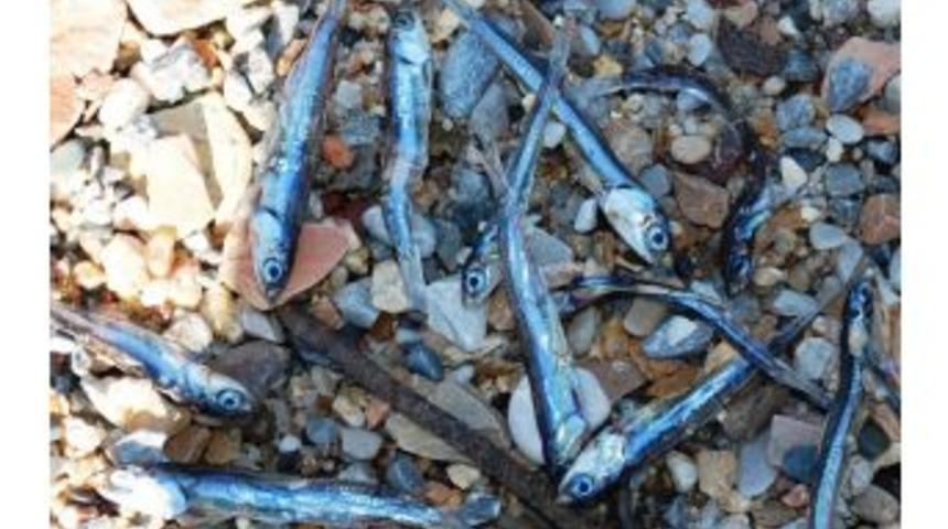 Bodrum&rsquo;da &Ouml;l&uuml; Balıklar Karaya Vurdu